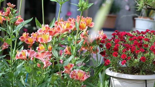 庭の花　１