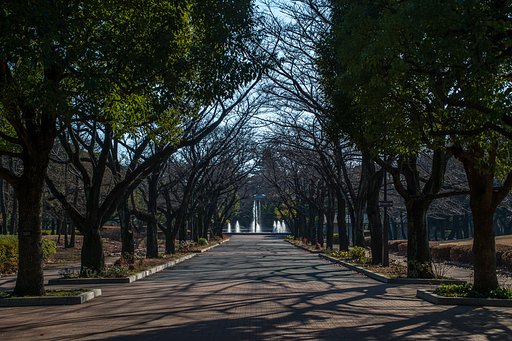冬枯れの桜並木