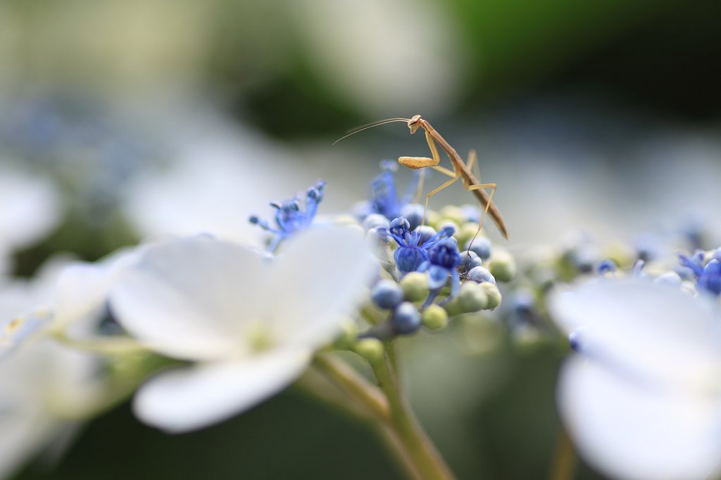 【散歩】紫陽花