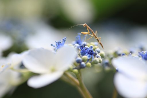 【散歩】紫陽花