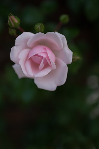 SIGMA 30mm F1.4 DC HSM