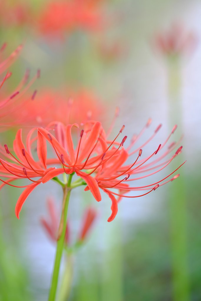 彼岸花