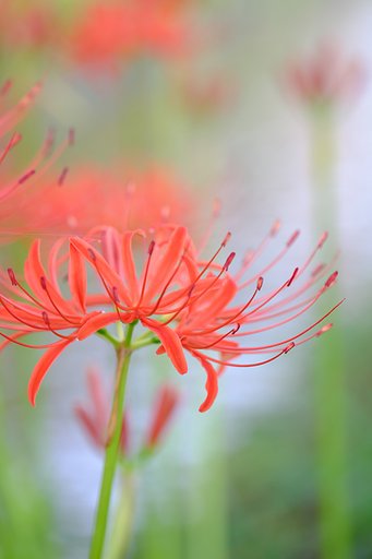 彼岸花