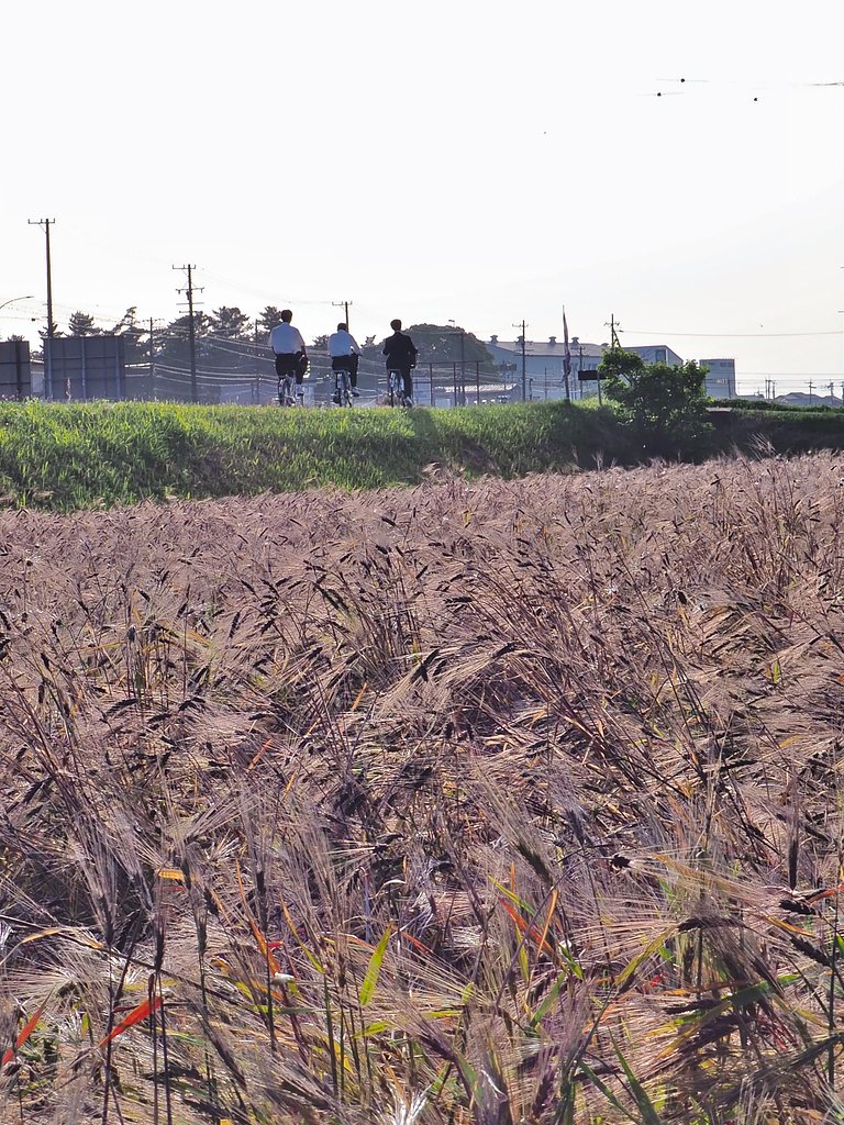むらさき麦