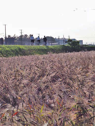 むらさき麦
