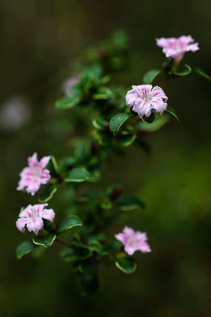 白丁花