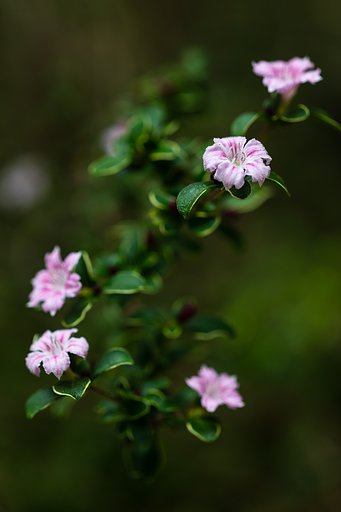 白丁花