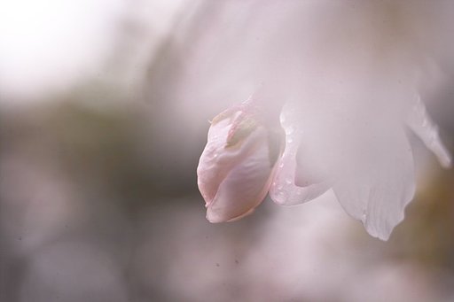 【淡】一昨年の"ふぐりセット"