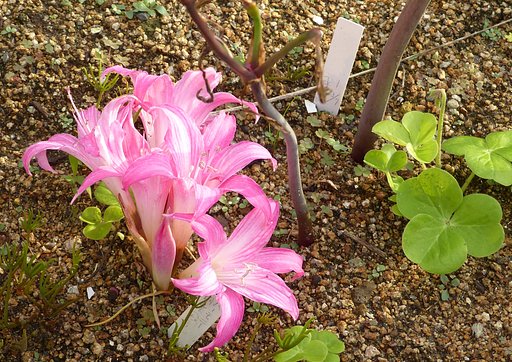花の名前は？