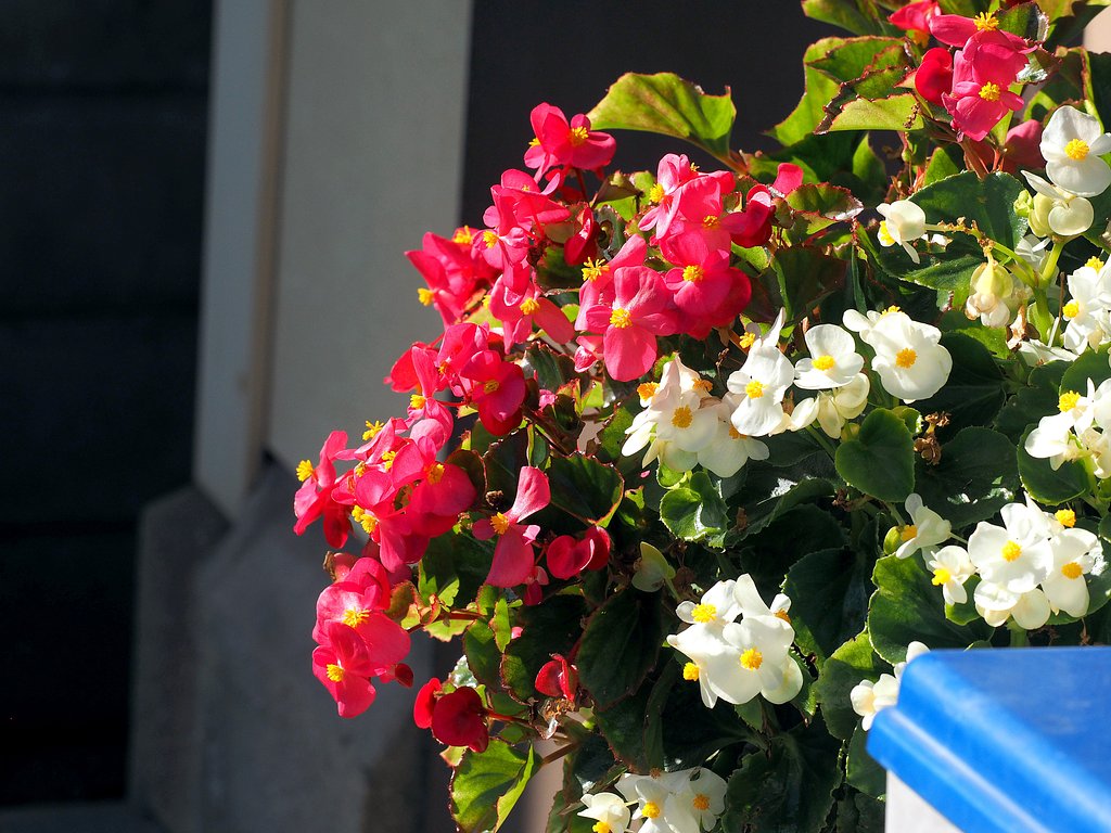 冬の花　３