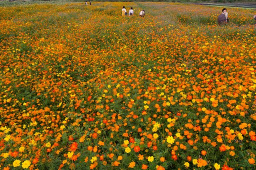 花の海