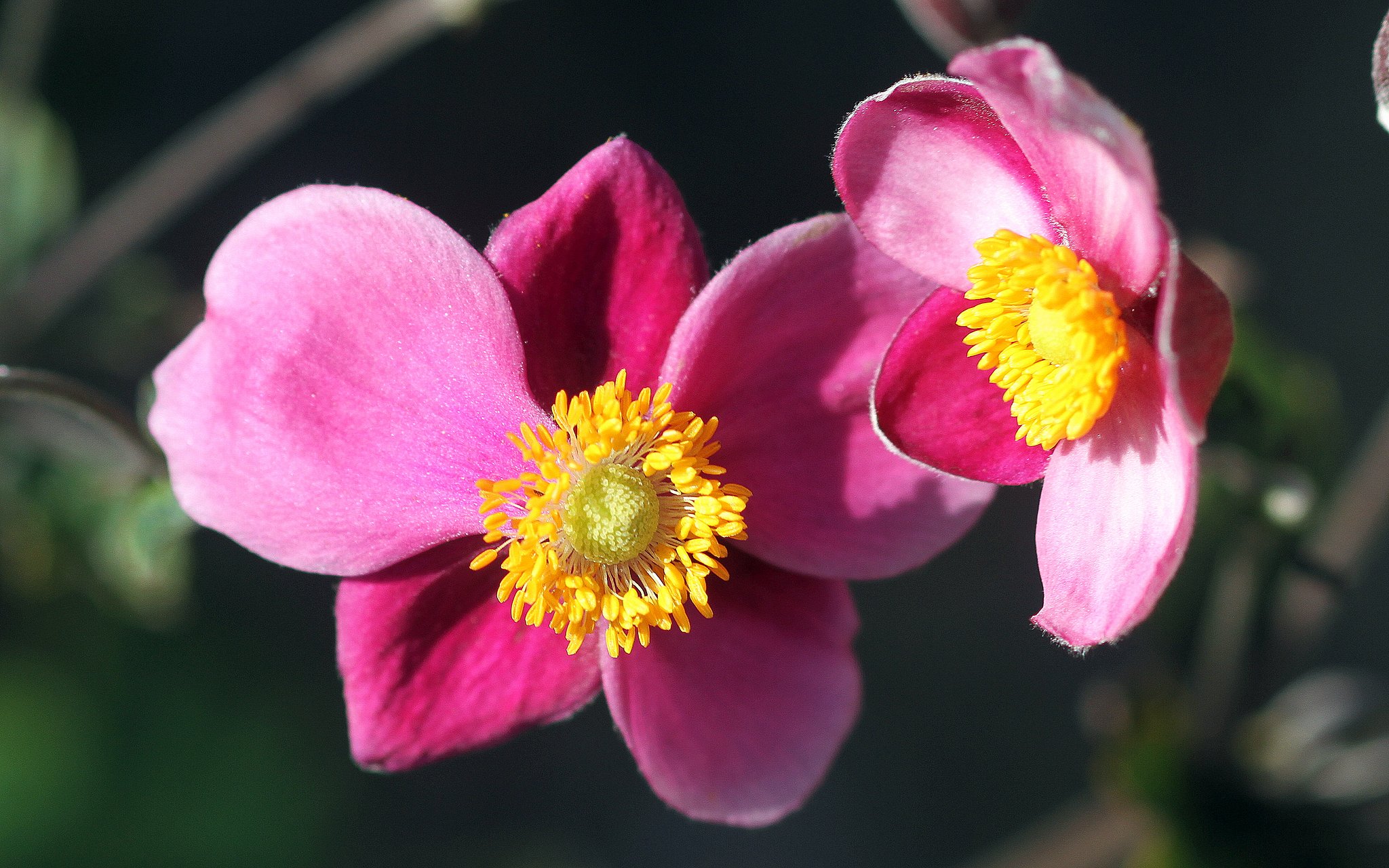 canonEF100mmF2.8 macro
