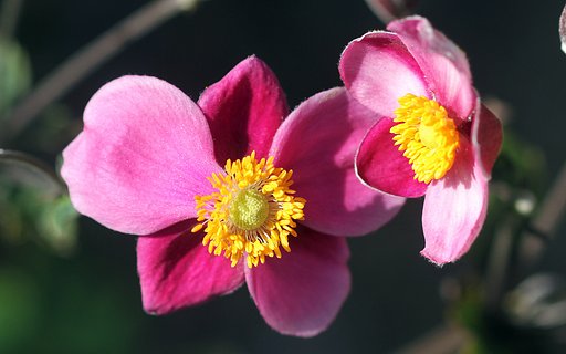 canonEF100mmF2.8 macro