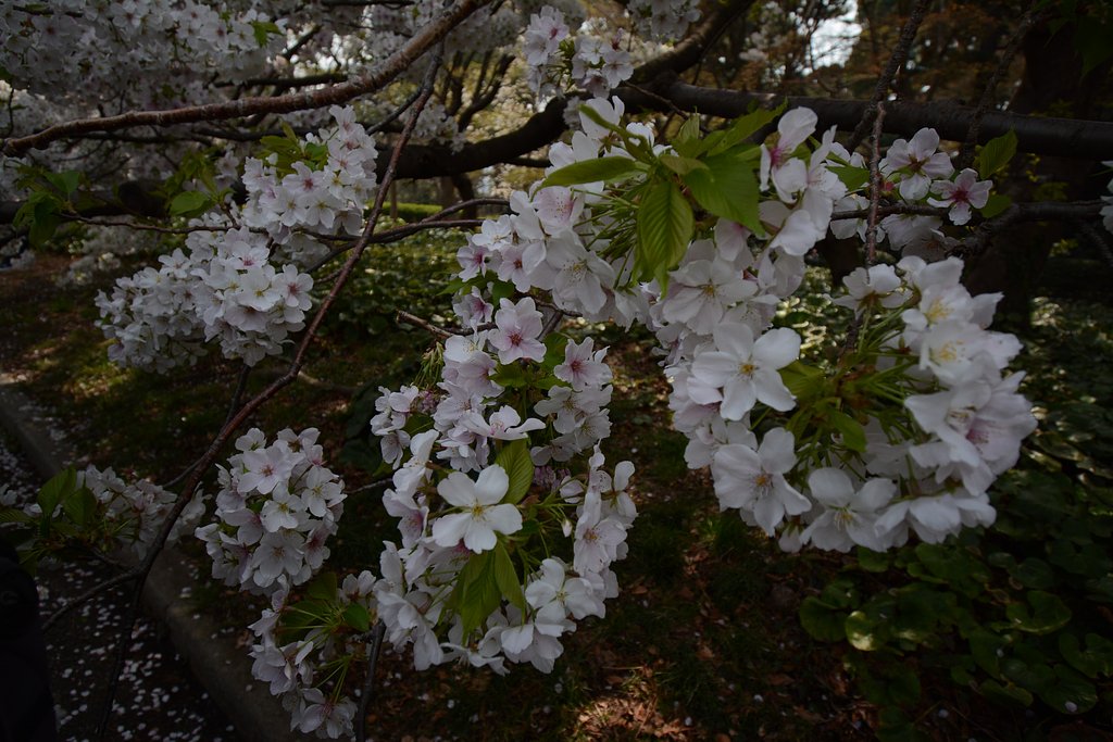 桜が満開