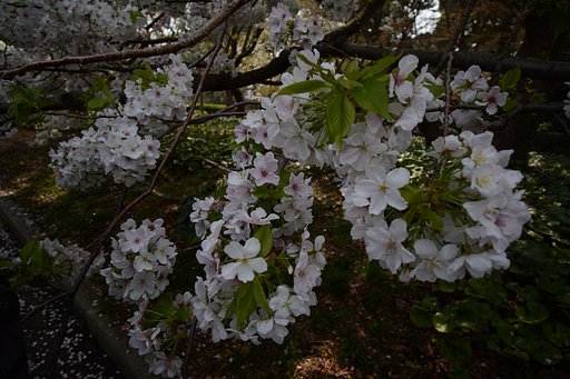桜が満開
