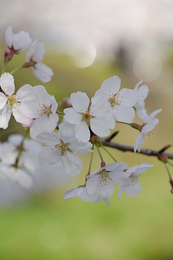 桜