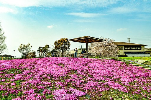 【桜花】お散歩紀行 芝桜