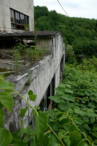 夏草に覆われて