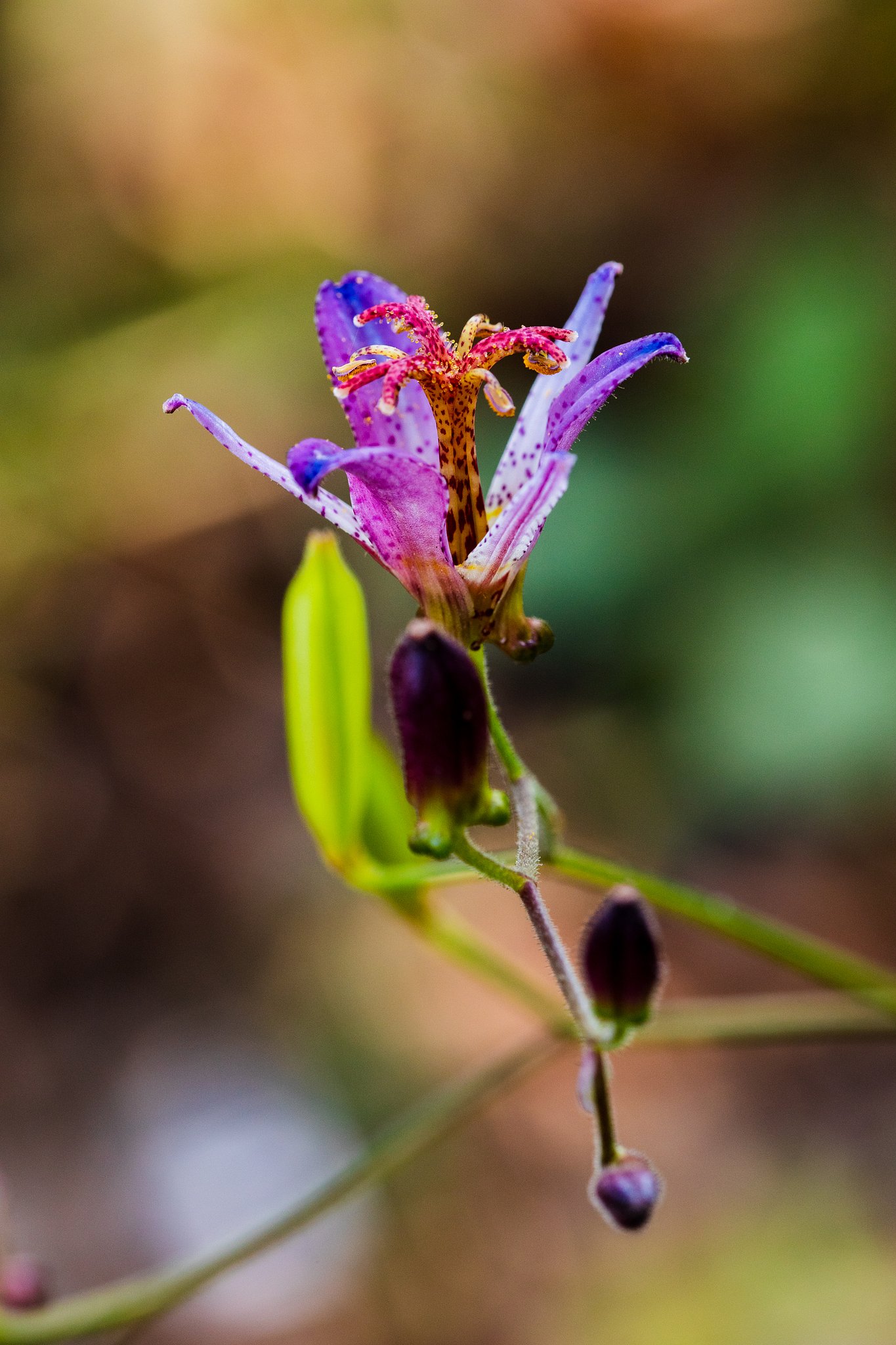 EF180mm F3.5 L Macro