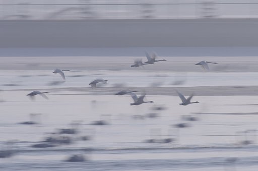 朝もやをついて