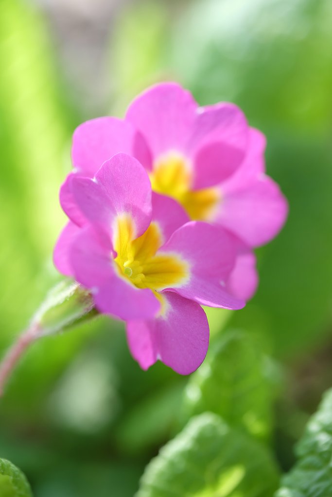 庭の花