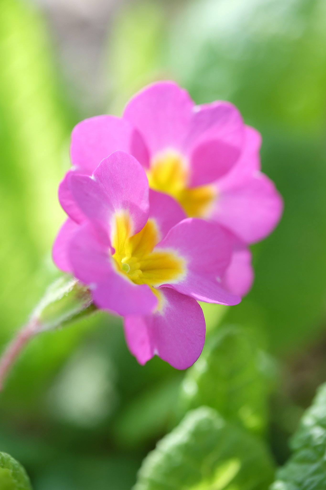 庭の花