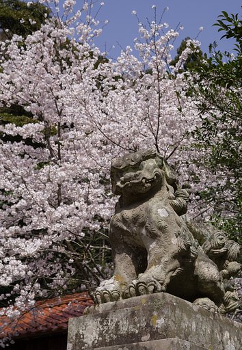【桜花】しかめっ面