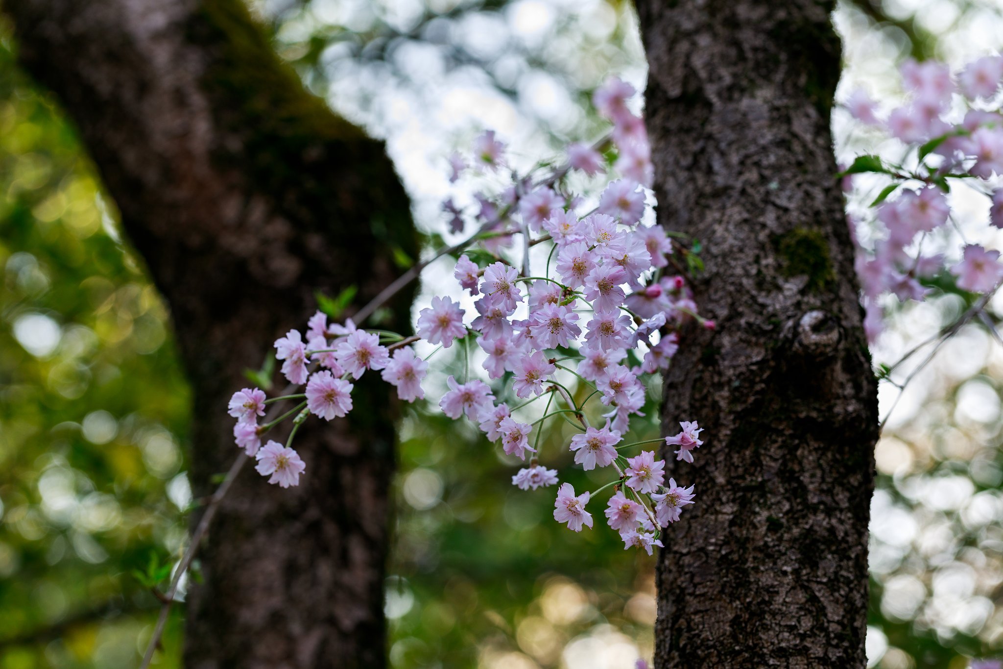 桜色