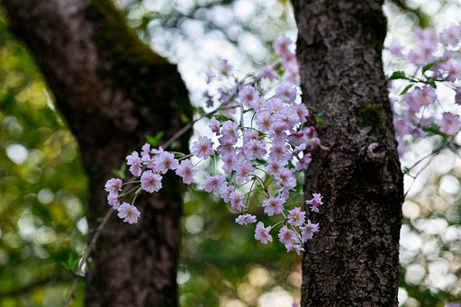 桜色