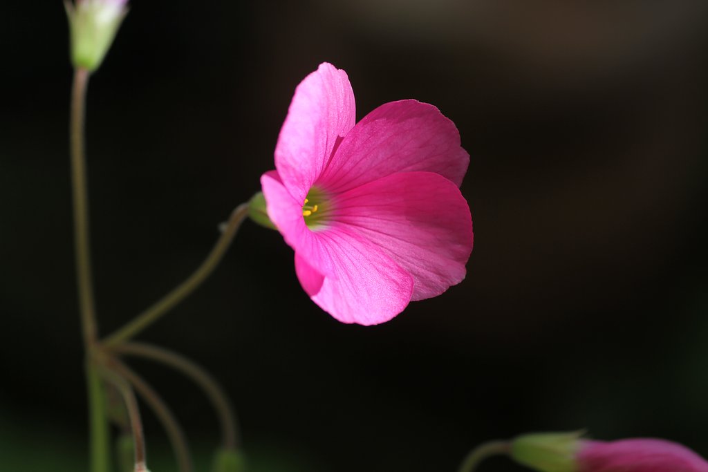 TAMRON SP DI 90mm 1:2.8 macro 1:1  E272