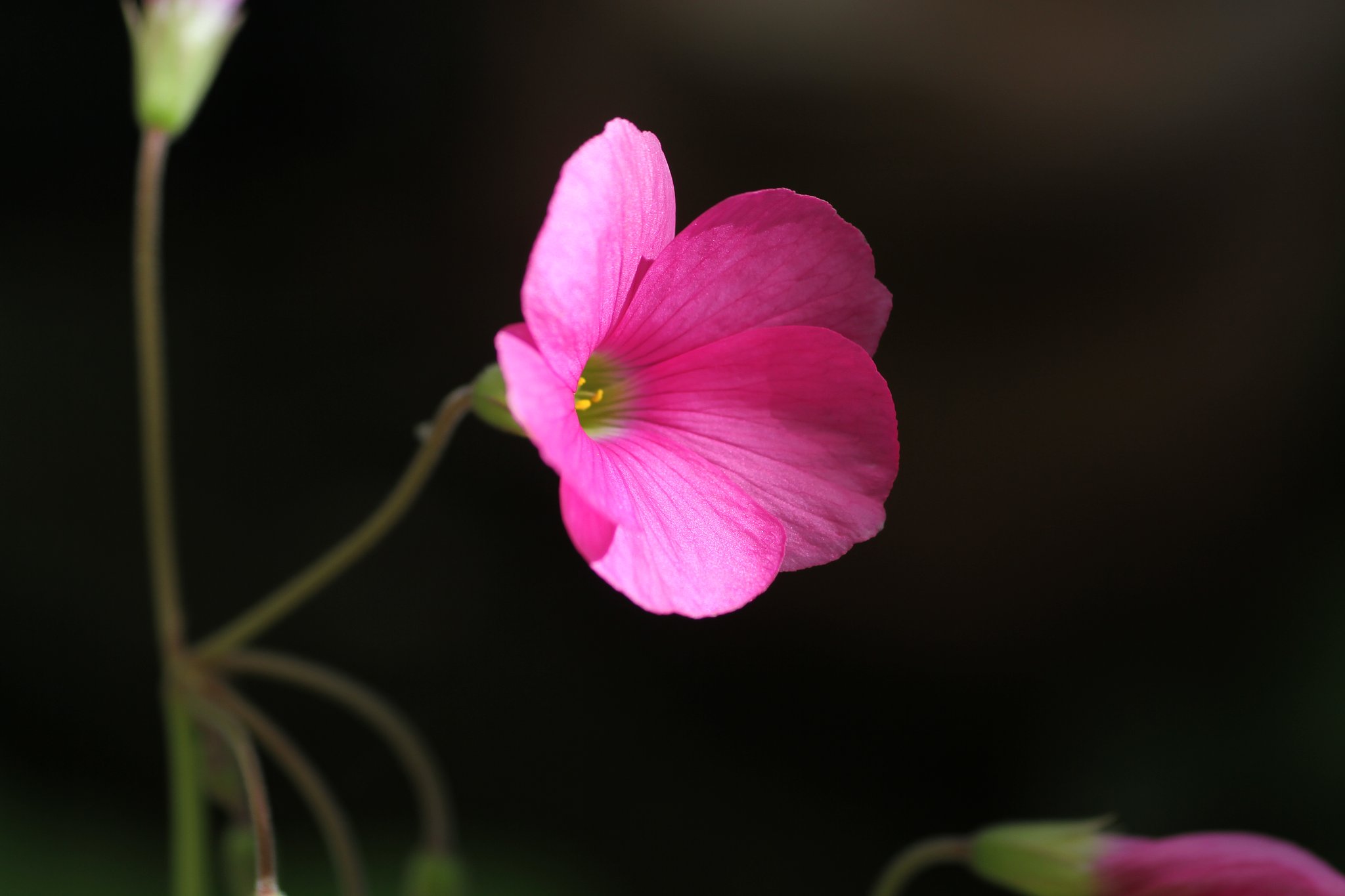 TAMRON SP DI 90mm 1:2.8 macro 1:1  E272