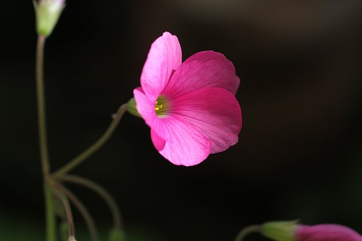 TAMRON SP DI 90mm 1:2.8 macro 1:1  E272