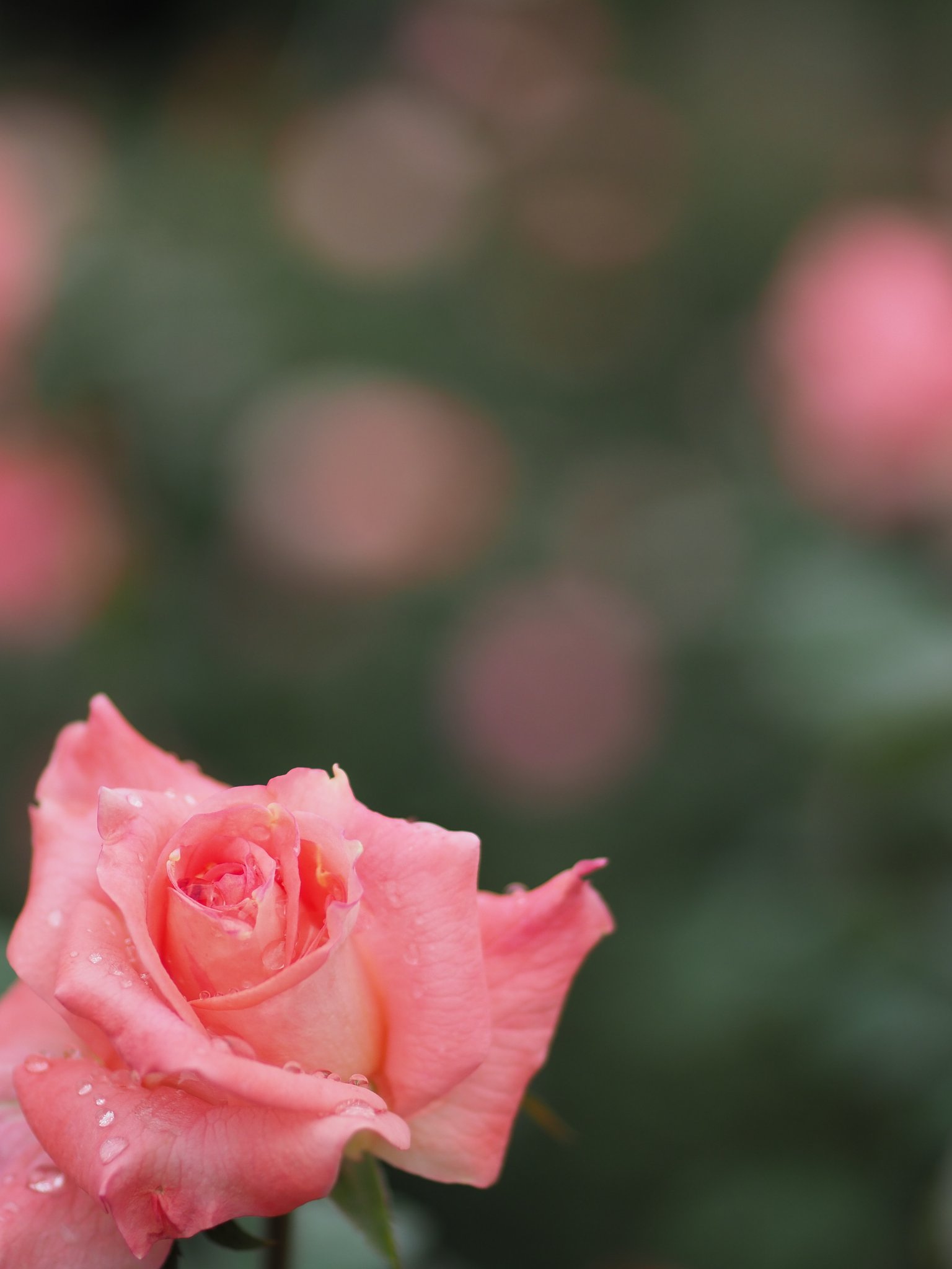 ◎コシナ ツァイスMakro Planar 50mm/F2