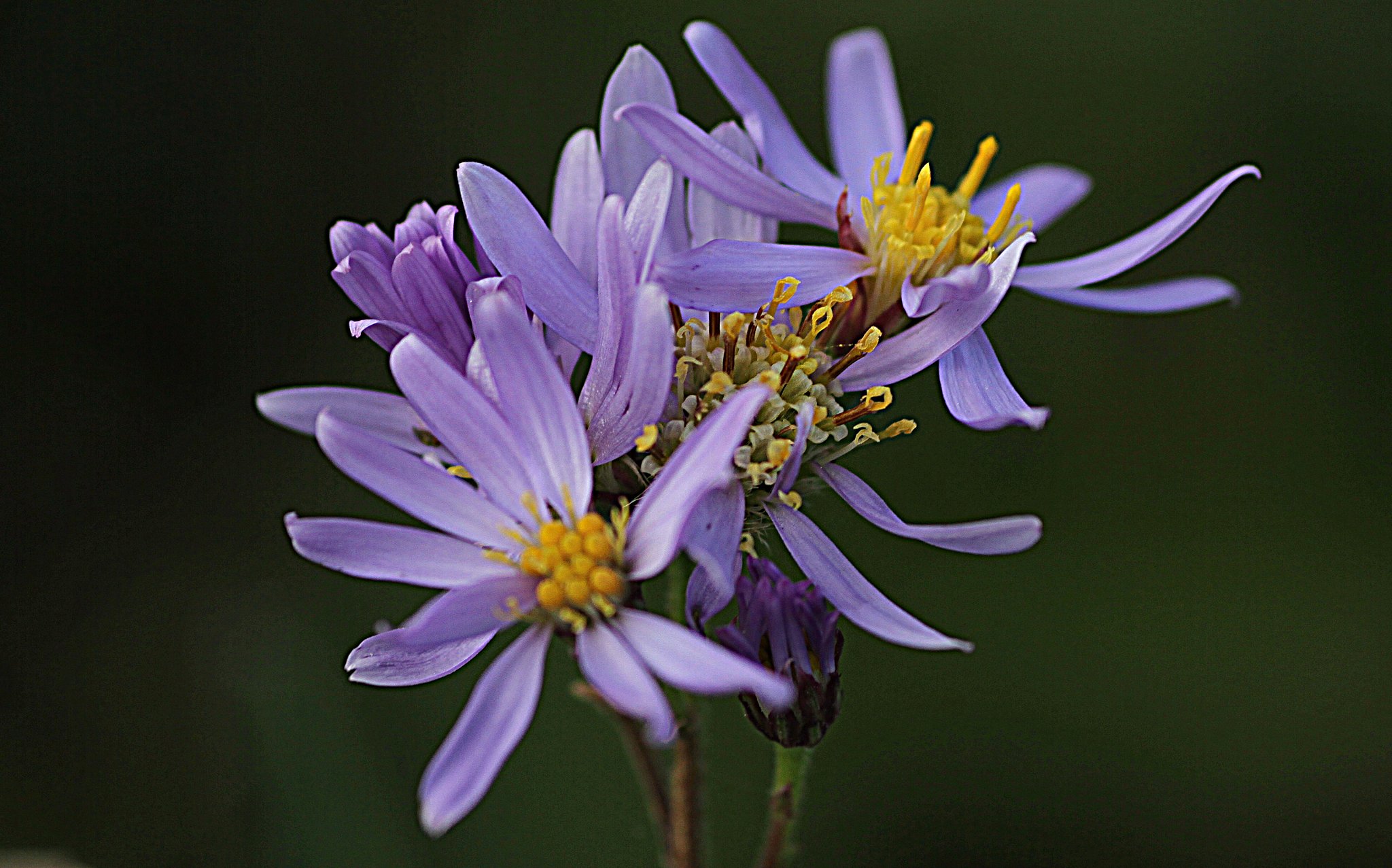 キク科の花・名前は？
