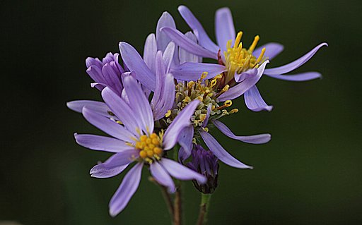 キク科の花・名前は？