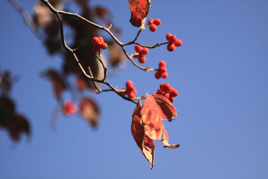 Tamron 90mm f2.8 macro 172E