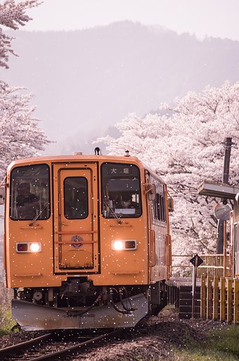 花吹雪に見送られ