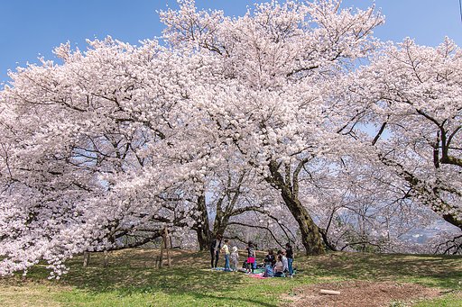 【桜花】ドライブ紀行 校庭の桜🌸 
