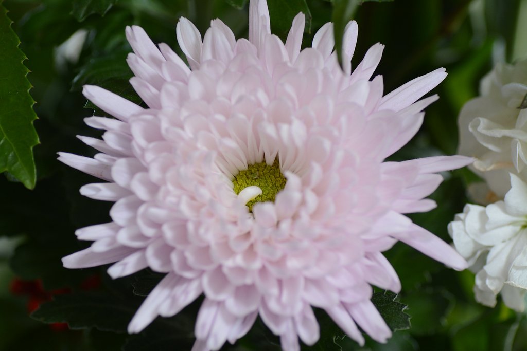 菊2