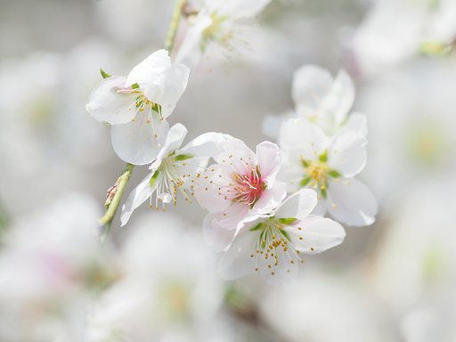姫リンゴの花？