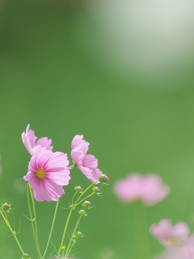 光