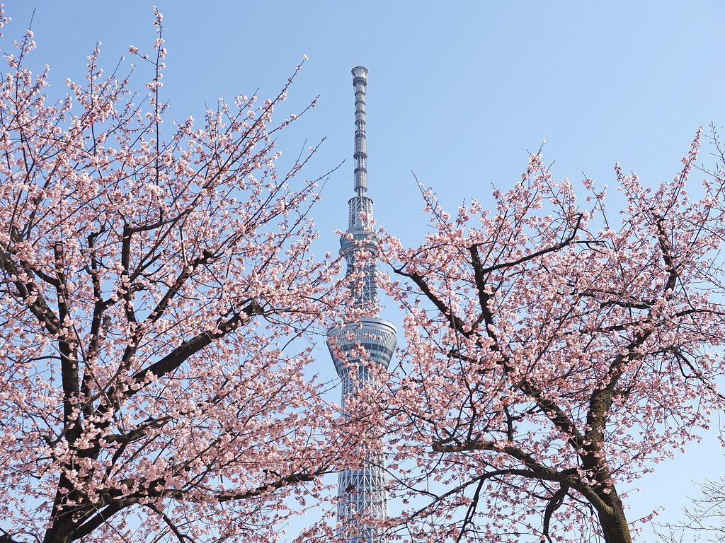 春の軸(横構図)