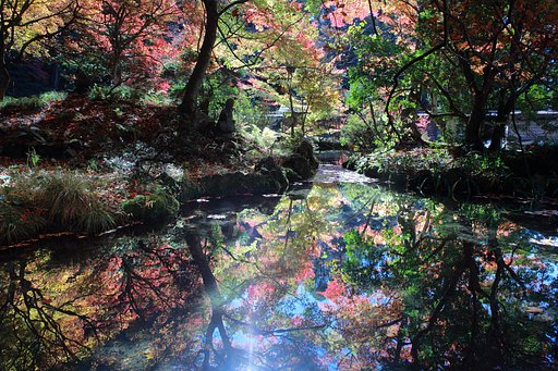禅の彩
