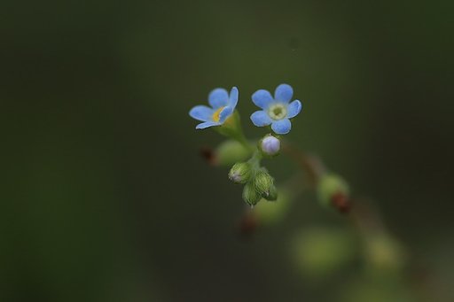 雑草の世界