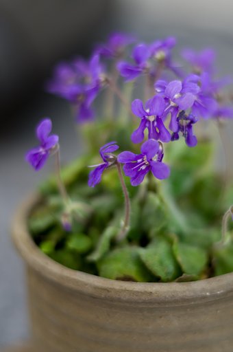 PENTAX-DA 50mmF1.8