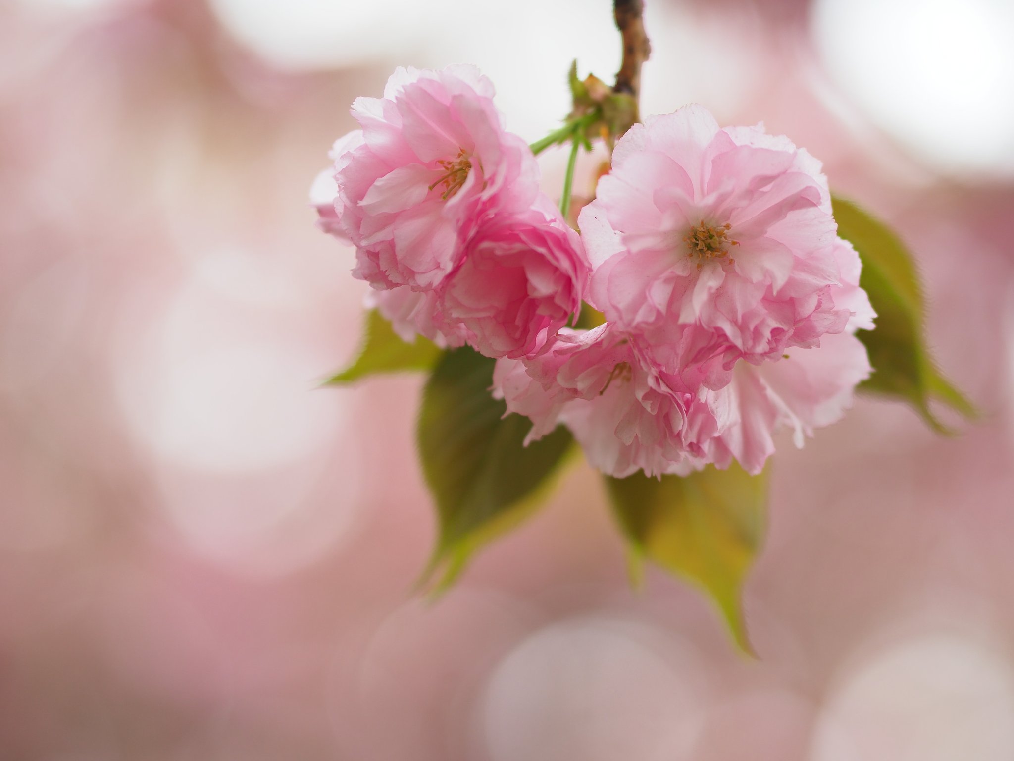 八重の桜～飛鳥山公園～