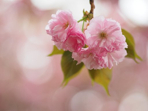 八重の桜～飛鳥山公園～