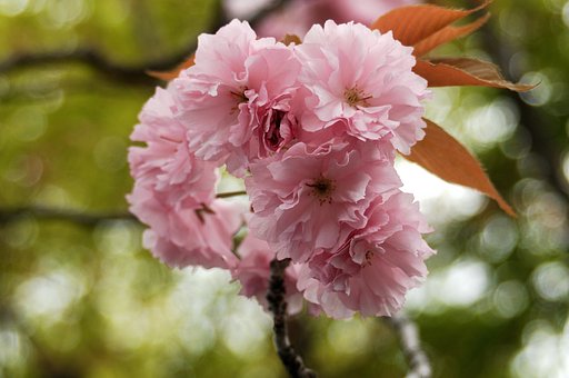 八重桜