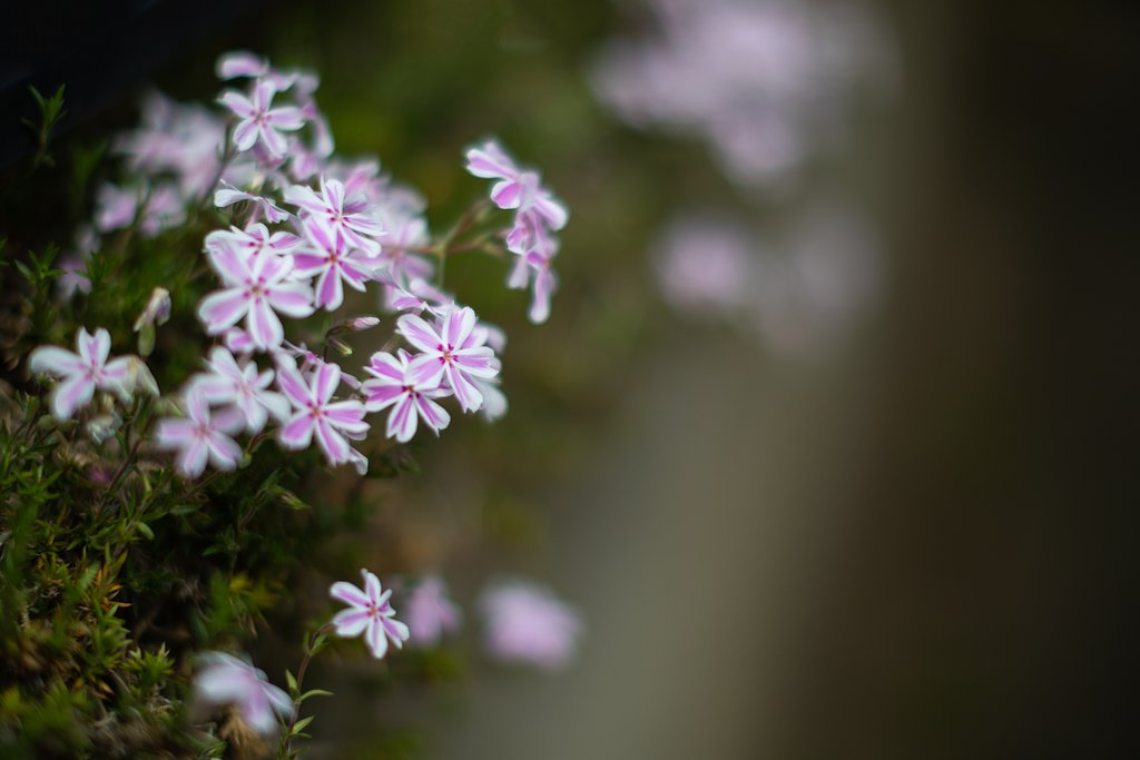 芝桜