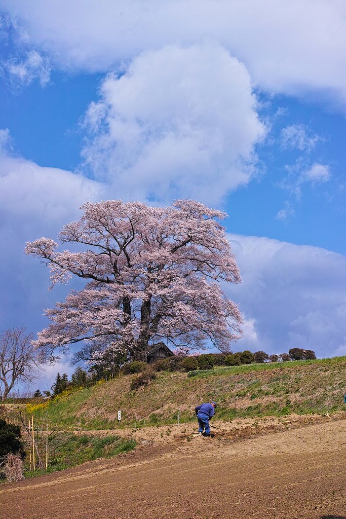 七草木天神桜